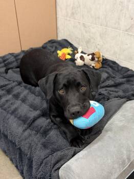 Alix -  Black Labrador Retriever and Mastiff Dog for Adoption in Ilderton, Ontario - Alix | PetCurious