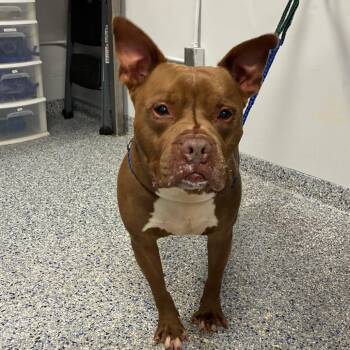 Squirtle -  Mixed Breed Dog for Adoption in Greenville, South Carolina - Squirtle | PetCurious