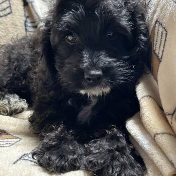 Gena black white 7.8 lbs -  Cockapoo Dog for Adoption in Antwerp, Ohio - Gena Black White 7.8 Lbs | PetCurious