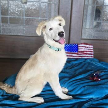 Prince -  Great Pyrenees and Labrador Retriever Dog for Adoption in Boerne, Texas - Prince | PetCurious