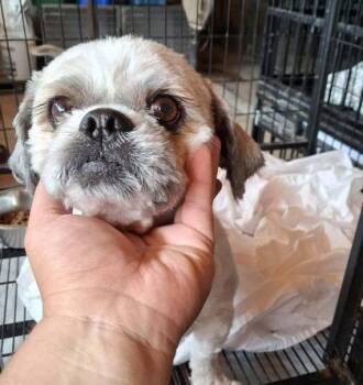 Bologna -  Shih Tzu and Mixed Breed Dog for Adoption in Morton Grove, Illinois - Bologna | PetCurious