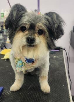 Papillon Dogs Available for Adoption - Melba Senior  | PetCurious