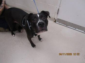 Pit Bull Terrier Dogs Available for Adoption in Marietta, Georgia - (120) | PetCurious