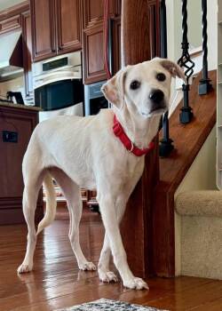 Labrador Retriever Dogs Available for Adoption in Montgomery, New Jersey - Sara | PetCurious