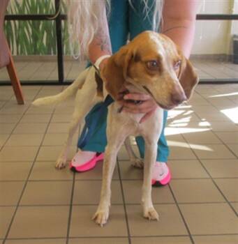 Rescue Treeing Walker Coonhound Dogs for Adoption in Ocala, Florida - BAILEY | PetCurious