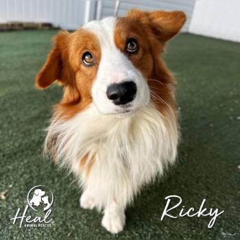 Ricky -  Shetland Sheepdog Sheltie and Cardigan Welsh Corgi Dog for Adoption in Youngwood, Pennsylvania - Ricky | PetCurious