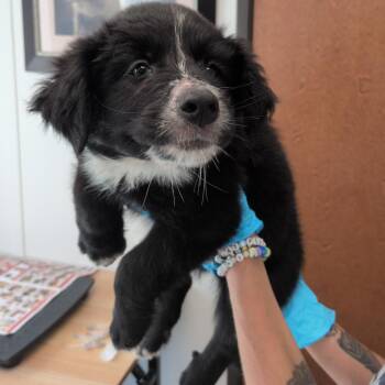 Garrett -  Labrador Retriever and Great Pyrenees Dog for Adoption in Hattiesburg, Mississippi - Garrett | PetCurious