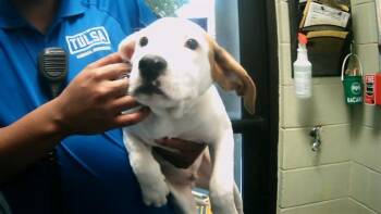 Rescue Pit Bull Terrier and Mixed Breed Dogs for Adoption in Tulsa, Oklahoma - LORD LAKIN | PetCurious