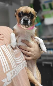 Rescue Boston Terrier and Mixed Breed Dogs for Adoption in Chillicothe, Ohio - Piper Pesto | PetCurious