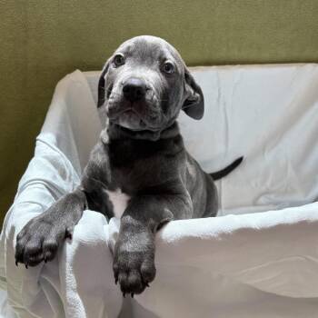 Little Rock -  Pit Bull Terrier and Mixed Breed Dog for Adoption in Chatham, Virginia - Little Rock | PetCurious