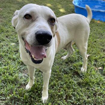 Rescue Labrador Retriever Dogs for Adoption in Heber Springs, Arkansas - Admiral | PetCurious