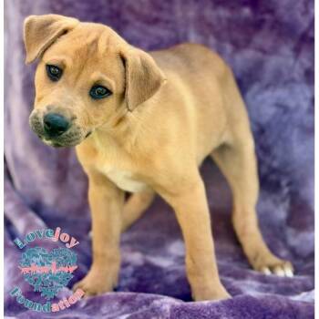 Labrador Retriever and Hound Dogs Available for Adoption in Inglewood, California - Mandoo Litter-Millie | PetCurious