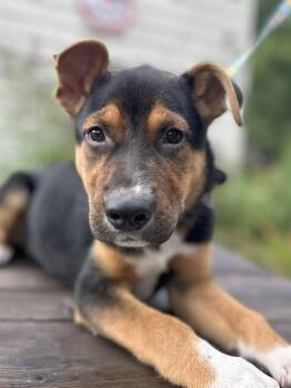 Rescue Mixed Breed Dogs for Adoption in Lindenhurst, New York - Paprika | PetCurious
