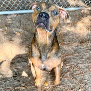 Acorn -  Mixed Breed Dog for Adoption in Milton, Florida - Acorn | PetCurious