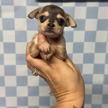 Mike -  Yorkshire Terrier and Chihuahua Dog for Adoption in Crosby, Texas - Mike | PetCurious