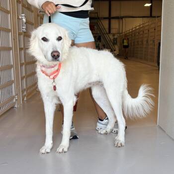 Betty Ford -  Great Pyrenees Dog for Adoption in Chicago, Illinois - Betty Ford | PetCurious