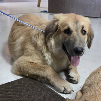 Octavia -  German Shepherd Dog and Anatolian Shepherd Dog for Adoption in Jasper, Indiana - Octavia | PetCurious
