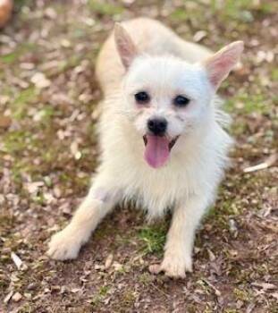 Pomeranian and Chihuahua Dogs Available for Adoption - Nino | PetCurious