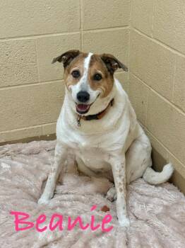 Beanie -  Cattle Dog Dog for Adoption in Fort Pierce, Florida - Beanie | PetCurious