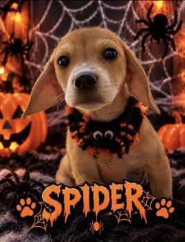 Spider -  Beagle Dog for Adoption in Stroudsburg, Pennsylvania - Spider | PetCurious