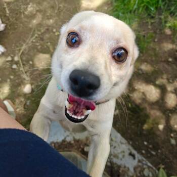 Todd -  Chihuahua Dog for Adoption in Worcester, Massachusetts - Todd | PetCurious