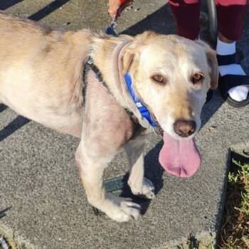 Rescue Labrador Retriever Dogs for Adoption in Woodinville, Washington - Willa | PetCurious