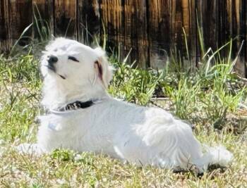 August -  Dachshund Dog for Adoption in Evergreen, Colorado - August | PetCurious