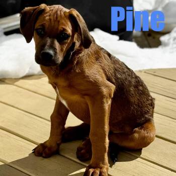 Bernadoodle and Boxer Dogs Available for Adoption - Pine | PetCurious
