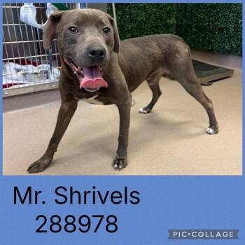 MR. SHRIVELS -  Mixed Breed Dog for Adoption in Macon, Georgia - MR. SHRIVELS | PetCurious
