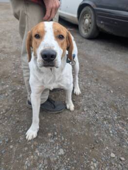 Rescue Hound and Mixed Breed Dogs for Adoption in Virginia, Minnesota - Nick | PetCurious