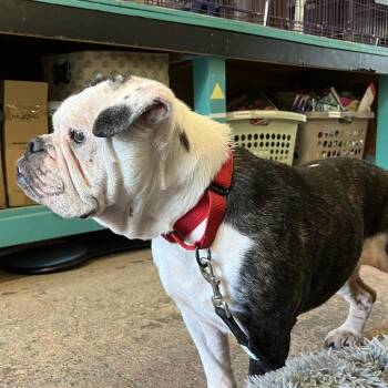 Hazel -  English Bulldog Dog for Adoption in Saugerties, New York - Hazel | PetCurious