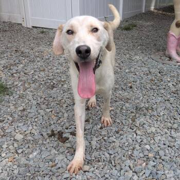 Sprocket -  Labrador Retriever Dog for Adoption in Wake Forest, North Carolina - Sprocket | PetCurious