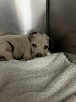 Snowball -  Pit Bull Terrier Dog for Adoption in Mobile, Alabama - Snowball | PetCurious