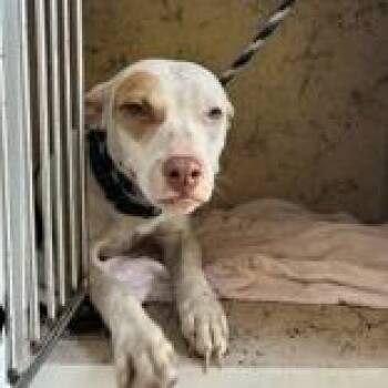 Pandora -  Terrier and Mixed Breed Dog for Adoption in Tampa, Florida - Pandora | PetCurious