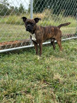 Scotch -  French Bulldog and Terrier Dog for Adoption in Sparta, Illinois - Scotch | PetCurious