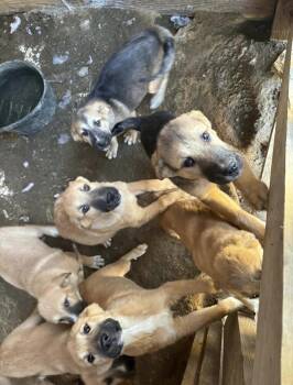 Great Pyrenees and Shepherd Dogs Available for Adoption - 7 Pyr/Shepherd Puppies | PetCurious