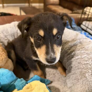 Australian Kelpie and Australian Shepherd Dogs Available for Adoption - Bronson | PetCurious