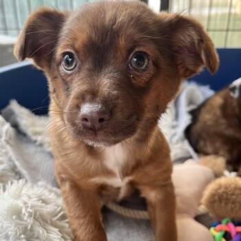 Corgi and Chihuahua Dogs Available for Adoption - **CHUI** | PetCurious