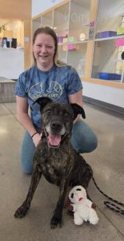 Fantasia -  Terrier Dog for Adoption in Williamsburg, Iowa - Fantasia | PetCurious