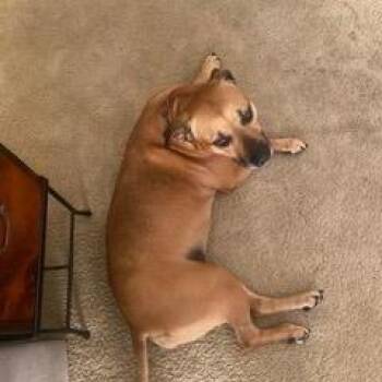 Charlie -  Rhodesian Ridgeback and Shar Pei Dog for Adoption in San Diego, California - Charlie | PetCurious