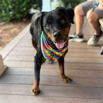 Kaleigh -  Rottweiler Dog for Adoption in Raleigh, North Carolina - Kaleigh | PetCurious