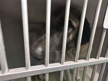 Rescue Anatolian Shepherd Dogs for Adoption in Ocala, Florida - ZOEY | PetCurious