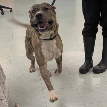 Dorn -  Mixed Breed Dog for Adoption in Philadelphia, Pennsylvania - Dorn | PetCurious