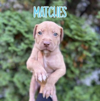 Rescue Mixed Breed Dogs for Adoption in Dallas, Pennsylvania - MATCHES | PetCurious