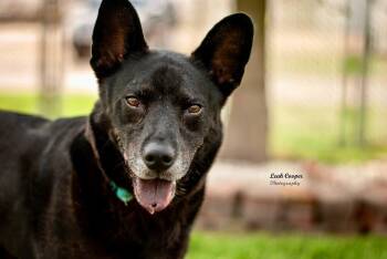 Rescue Shepherd Dogs for Adoption in Henderson, Kentucky - Arlo | PetCurious