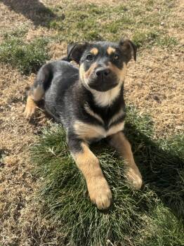 German Shepherd Dog and Rottweiler Dogs Available for Adoption - Coco Bear | PetCurious