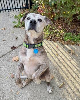 Rescue Catahoula Leopard Dog Dogs for Adoption in Milford, Ohio - Bentley | PetCurious