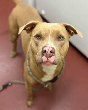Dove -  Mixed Breed Dog for Adoption in Ionia, Michigan - Dove | PetCurious