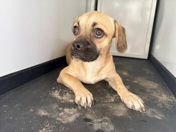 A256526 -  Pug and Mixed Breed Dog for Adoption in Visalia, California - A256526 | PetCurious