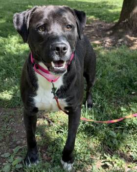 Labrador Retriever Dogs Available for Adoption in Catlett, Virginia - Lucky | PetCurious